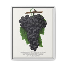 Early Ohio grape lithograph. Digitally enhanced from our own original 1900 edition plates of Botanical Specimen published by Rochester Lithographing - NOMADEN ART GALLERY