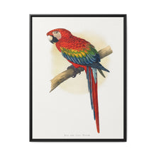Red and Blue Macaw (Ara macao) colored wood-engraved plate by Alexander Francis Lydon - NOMADEN ART GALLERY