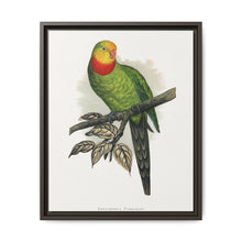 Barraband's Parakeet (Polytelis swainsonii) colored wood-engraved plate by Alexander Francis Lydon - NOMADEN ART GALLERY