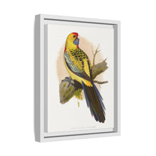 Lydon's Yellow-Rumped Parrakeet | Vintage Bird Wall Art Print