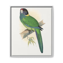 Yellow-Naped Parrakeet (Platycercus Baueri) colored wood-engraved plate by Alexander Francis Lydon. - NOMADEN ART GALLERY