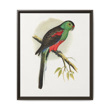 Beautiful or Paradise Parrakeet (Psephotus pulcherrimus) colored wood-engraved plate by Alexander Francis Lydon - NOMADEN ART GALLERY