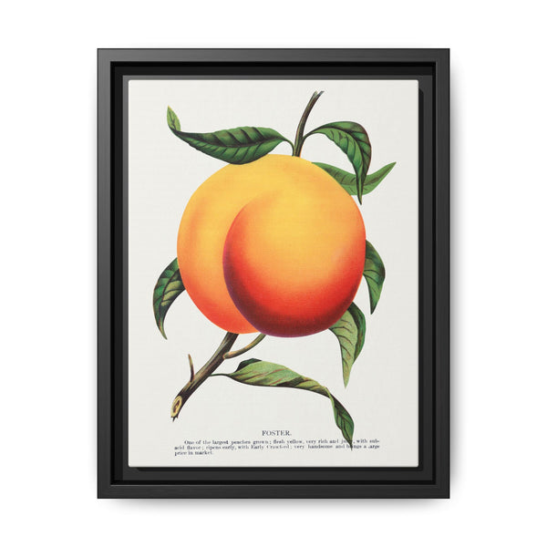 Foster peach lithograph. Digitally enhanced from our own original 1900 edition plates of Botanical Specimen published by Rochester Lithographing - NOMADEN ART GALLERY