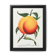 Foster peach lithograph. Digitally enhanced from our own original 1900 edition plates of Botanical Specimen published by Rochester Lithographing - NOMADEN ART GALLERY