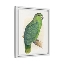 Mealy Amazon (Amazona farinosa) colored wood-engraved plate by Alexander Francis Lydon