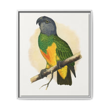 Senegal Parrot (Poicephalus senegalus) colored wood-engraved plate by Alexander Francis Lydon. - NOMADEN ART GALLERY