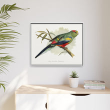Many-Coloured Parrakeet (Psephotellus varius) colored wood-engraved plate by Alexander Francis Lydon