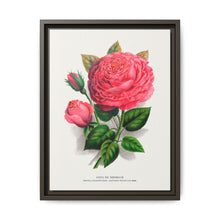 Pink rose, Anna De Diesbach lithograph. Digitally enhanced from our own original 1900 edition plates of Botanical Specimen published by Rochester Lithographing - NOMADEN ART GALLERY