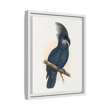Great Black Cockatoo (Probosciger aterrimus) colored wood-engraved plate by Alexander Francis Lydon
