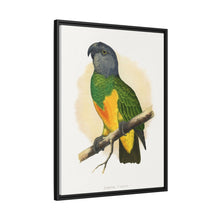 Senegal Parrot (Poicephalus senegalus) colored wood-engraved plate by Alexander Francis Lydon.