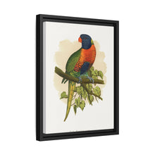 Blue Mountain Lory (Trichoglossus moluccanus) colored wood-engraved plate by Alexander Francis Lydon.