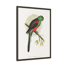 Beautiful or Paradise Parrakeet (Psephotus pulcherrimus) colored wood-engraved plate by Alexander Francis Lydon