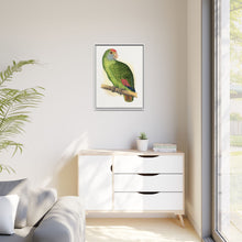 Dufresne's Amazon (Amazona dufresniana) colored wood-engraved plate by Alexander Francis Lydon
