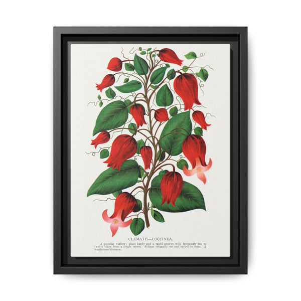 Prunus Triloba flower lithograph. Digitally enhanced from our own original 1900 edition plates of Botanical Specimen published by Rochester Lithographing - NOMADEN ART GALLERY