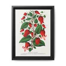 Prunus Triloba flower lithograph. Digitally enhanced from our own original 1900 edition plates of Botanical Specimen published by Rochester Lithographing - NOMADEN ART GALLERY