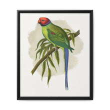 Blossom-Headed Parrakeet (Psittacula roseata) colored wood-engraved plate by Alexander Francis Lydon. - NOMADEN ART GALLERY