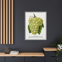 Green Mountain grape lithograph. Digitally enhanced from our own original 1900 edition plates of Botanical Specimen published by Rochester Lithographing