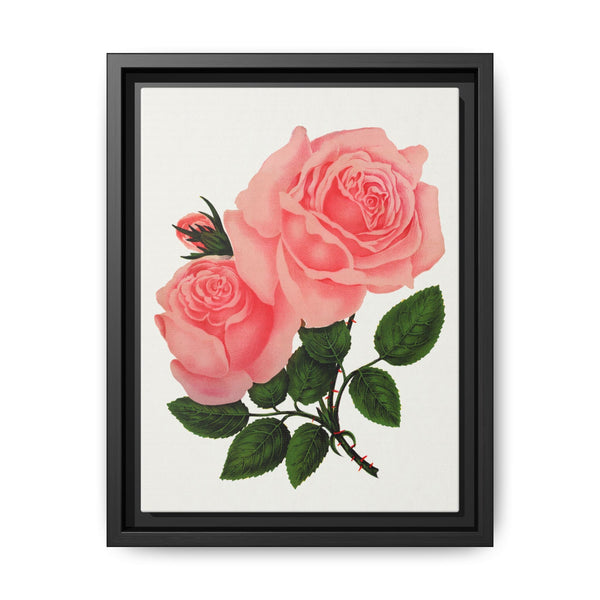 Pink Rose, La France Lithograph (1900) - NOMADEN ART GALLERY