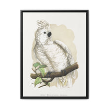 Great White-Crested Cockatoo (Cacatua alba) colored wood-engraved plate by Alexander Francis Lydon - NOMADEN ART GALLERY