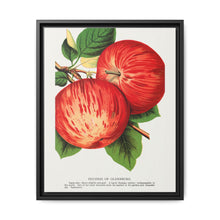 Duchess of Oldenburg apples lithograph from Botanical Specimen published by Rochester Lithographing - NOMADEN ART GALLERY