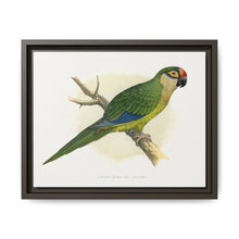 Golden-Crowned Conure (Aratinga auricapillus) colored wood-engraved plate by Alexander Francis Lydon - NOMADEN ART GALLERY