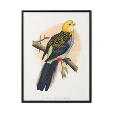 Pale-Headed or Mealy Rosella (Platycercus adscitus) colored wood-engraved plate by Alexander Francis Lydon. - NOMADEN ART GALLERY