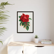 Red rose, Alfred Colomb lithograph. Digitally enhanced from our own original 1900 edition plates of Botanical Specimen published by Rochester Lithographing