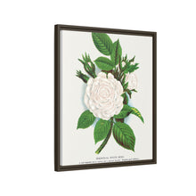 Rose, Perpetual White Moss lithograph. Digitally enhanced from our own original 1900 edition plates of Botanical Specimen published by Rochester Lithographing
