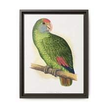 Dufresne's Amazon (Amazona dufresniana) colored wood-engraved plate by Alexander Francis Lydon - NOMADEN ART GALLERY