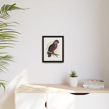 Dusky or Violet Parrot (Pionus fuscus) colored wood-engraved plate by Alexander Francis Lydon.