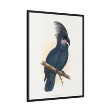 Great Black Cockatoo (Probosciger aterrimus) colored wood-engraved plate by Alexander Francis Lydon
