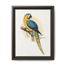 Blue and Yellow Macaw (Ara ararauna) colored wood-engraved plate by Alexander Francis Lydon - NOMADEN ART GALLERY
