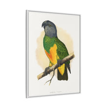 Senegal Parrot (Poicephalus senegalus) colored wood-engraved plate by Alexander Francis Lydon.