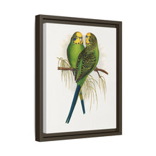 Budgerigar (Melopsittacus undulatus) colored wood-engraved plate by Alexander Francis Lydon