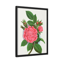 Pink rose, Salet Moss lithograph. Digitally enhanced from our own original 1900 edition plates of Botanical Specimen published by Rochester Lithographing