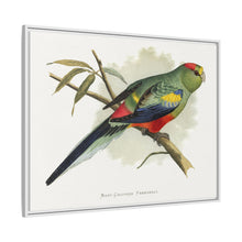Many-Coloured Parrakeet (Psephotellus varius) colored wood-engraved plate by Alexander Francis Lydon
