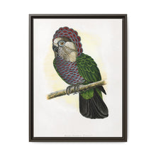 Hawk-Headed Parrot (Deroptyus accipitrinus) colored wood-engraved plate by Alexander Francis Lydon. - NOMADEN ART GALLERY