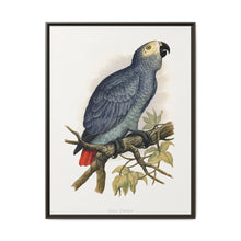 Grey Parrot (Psittacus erithacus) colored wood-engraved plate by Alexander Francis Lydon. - NOMADEN ART GALLERY