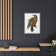 Mountain Parrot (Nestor notabilis) colored wood-engraved plate by Alexander Francis Lydon