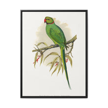 Ring-Necked or Bengal Parakeet (Psittacula columboides) colored wood-engraved plate by Alexander Francis Lydon - NOMADEN ART GALLERY