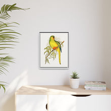Orange-Bellied Parrakeet (Neophema chrysogaster) colored wood-engraved plate by Alexander Francis Lydon.
