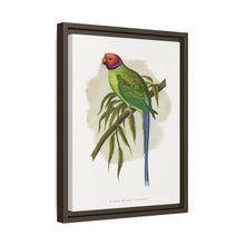 Blossom-Headed Parrakeet (Psittacula roseata) colored wood-engraved plate by Alexander Francis Lydon.