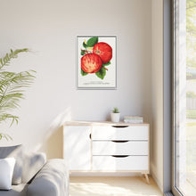Duchess of Oldenburg apples lithograph from Botanical Specimen published by Rochester Lithographing