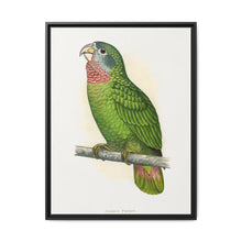 Jamaica Parrot (Amazona collaria) colored wood-engraved plate by Alexander Francis Lydon - NOMADEN ART GALLERY