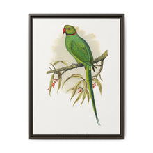 Ring-Necked or Bengal Parakeet (Psittacula columboides) colored wood-engraved plate by Alexander Francis Lydon - NOMADEN ART GALLERY