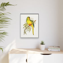 Orange-Bellied Parrakeet (Neophema chrysogaster) colored wood-engraved plate by Alexander Francis Lydon.