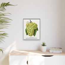 Green Mountain grape lithograph. Digitally enhanced from our own original 1900 edition plates of Botanical Specimen published by Rochester Lithographing