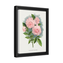 Pink rose, Clothilde Soupert lithograph. Digitally enhanced from our own original 1900 edition plates of Botanical Specimen published by Rochester Lithographing - NOMADEN ART GALLERY