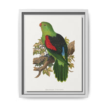 Red-winged parakeet (Aprosmictus erythropterus) colored wood-engraved plate by Alexander Francis Lydon - NOMADEN ART GALLERY