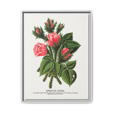 Pink roses, Crested Moss lithograph. Digitally enhanced from our own original 1900 edition plates of Botanical Specimen published by Rochester Lithographing - NOMADEN ART GALLERY